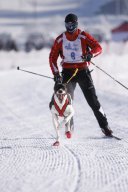 Lenk 2013